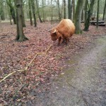 wandelen 2